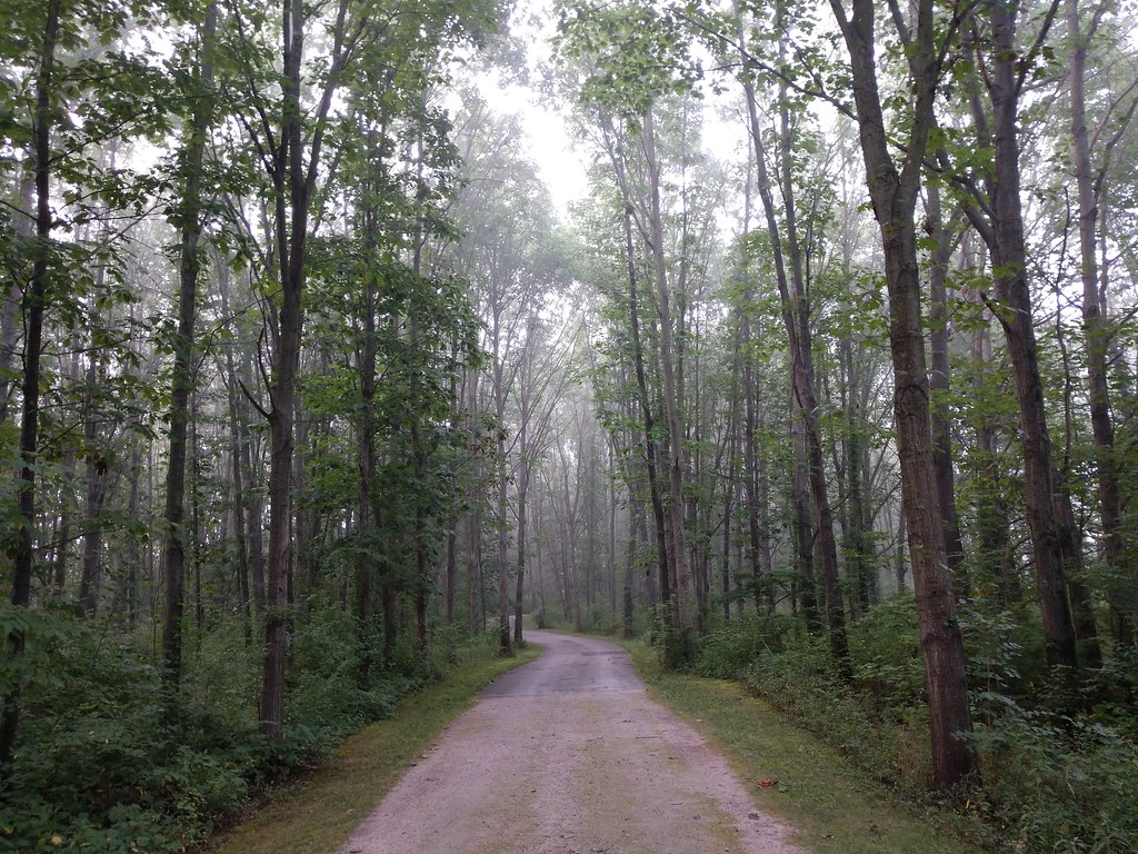 Trilha coberta por neblina em uma manhã na floresta