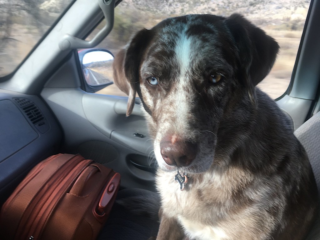 A imagem de um cão dentro de um carro, ao lado de uma mala, ilustra perfeitamente a ansiedade e expectativa ante uma via