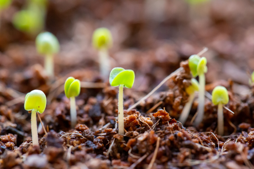 Muda de planta brotando na terra sob luz da manhã